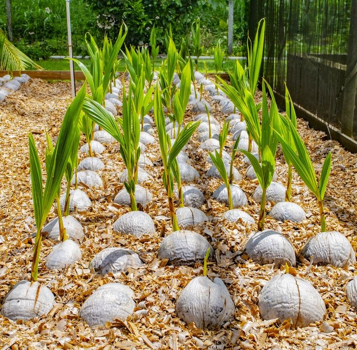 Coconut farm