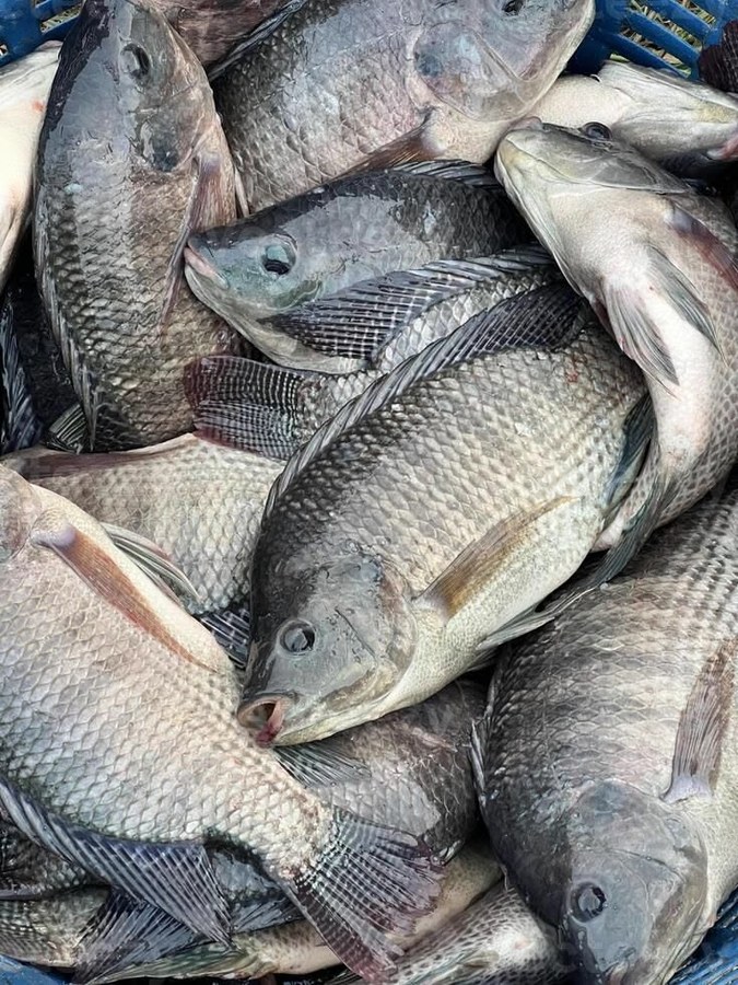 Tilapia farm